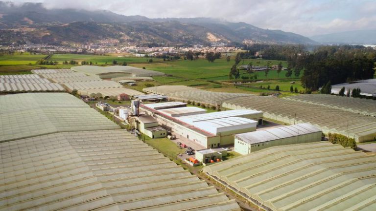 Cultivo