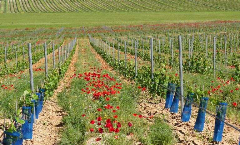Europapress 4393875 Recurso Fertilizantes Agricultura Ecologica