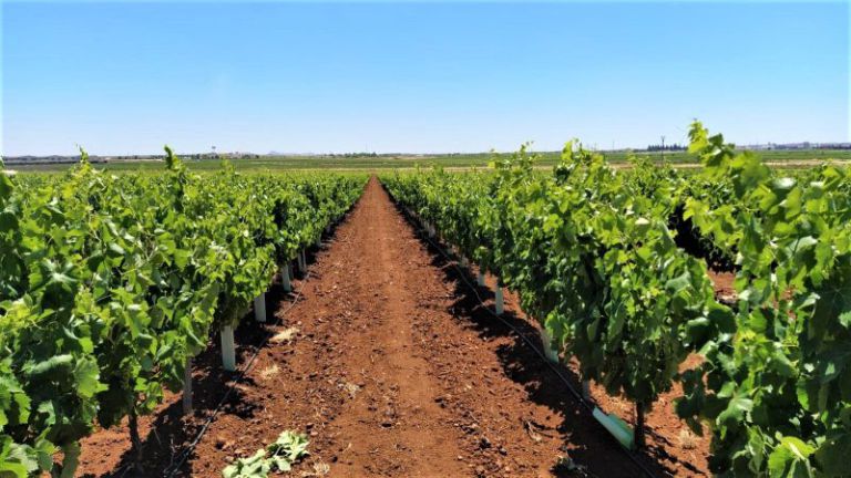 Europapress 6012701 Plantacion Macabeo Tierra Barros