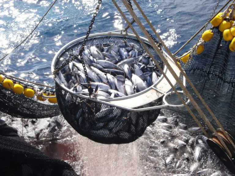 Europapress 4575327 Capturas Atun Atuneros Espanoles