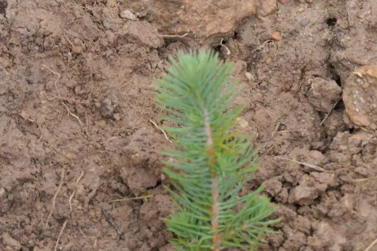 Img 36a9d183c5bdc77eba6d548e637db6c