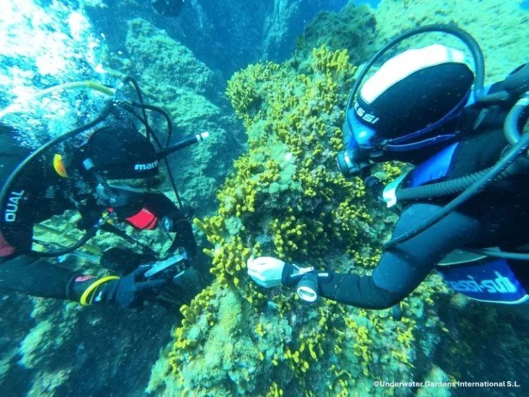 Mostreo Aplysina Aerophoba Ten Oceancitizen Ugi Con Logo