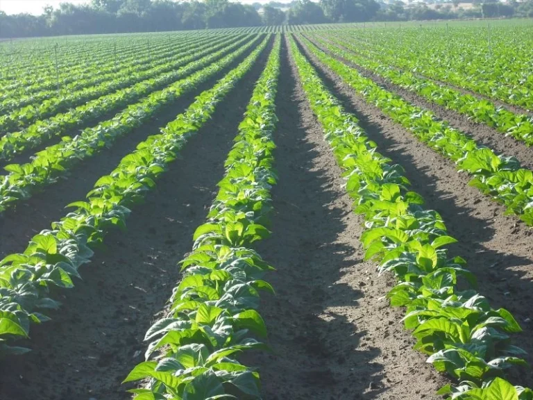 Europapress 7442221 Tabaco Norte Extremadura