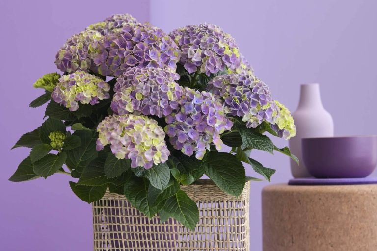 Img 7456651e3a4c021426de28f55397332f