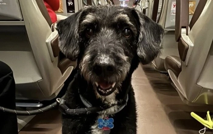 Europapress 7238827 Imagen Boro Perro Desaparecido Accidente Ferroviario Adamuz Viajaba Trenes