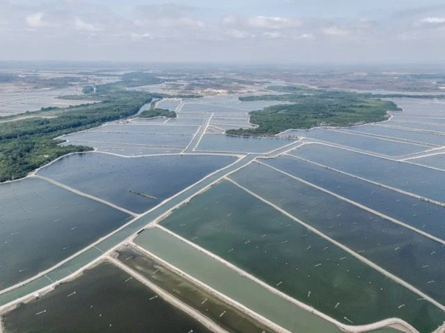 Mangroves Marcos Zegers Animal Welfare Observatory We Animals En Tamano Mediano